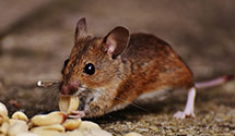 24 Hour & Emergency Exterminators in Artesia, NM